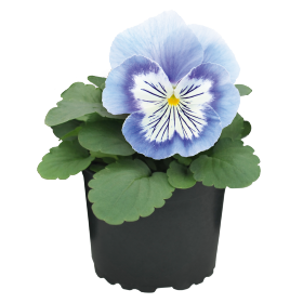 Viola wittrockiana F₁ Cats® Plus White | Benary