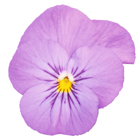 Admire® Pink