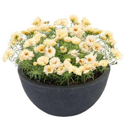 
                        Portulaca
             
                        grandiflora F₁
             
                        Sundial
             
                        Cream IMPROVED
            