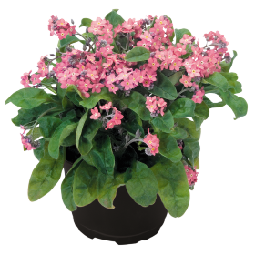 Myosotis sylvatica Sylva Rose