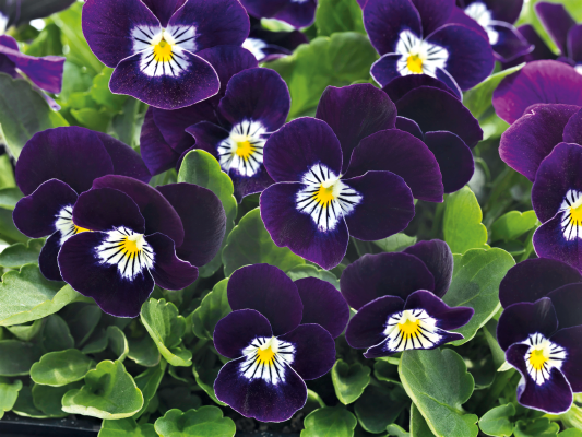 Viola cornuta F₁ Admire® Purple White Face | Benary