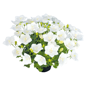 Campanula carpatica F₁ Pearl White