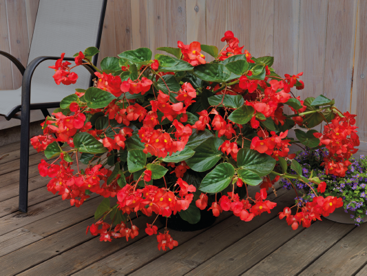 
                        Begonia
             
                        x benariensis F₁
             
                        BIG® DeluXXe®
             
                        Red Green Leaf
            
