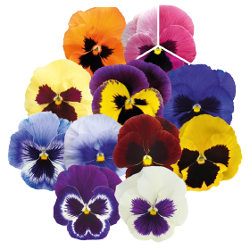   Inspire® Plus Blotch Mix