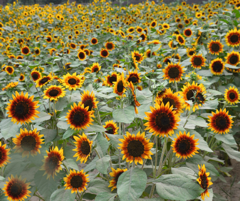 
                        Helianthus
             
                        annuus
             
                        Ring of Fire
            
