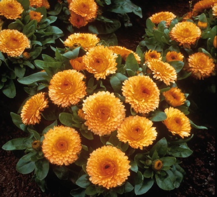 
                        Calendula
             
                        officinalis
             
                        Bon Bon
             
                        Apricot
            