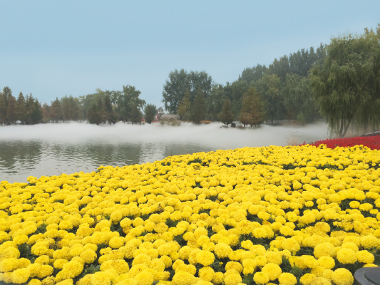 
                        Tagetes
             
                        erecta F₁
             
                        Discovery
             
                        Yellow
            