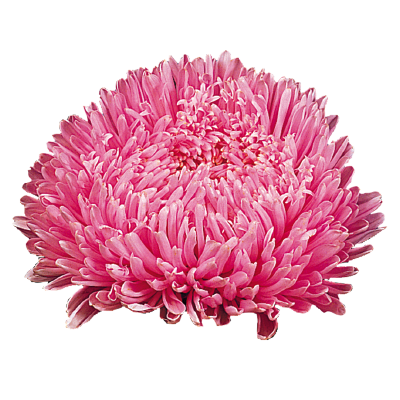 
                        Callistephus
             
                        chinensis
             
                        Matador®
             
                        Salmon Pink
            