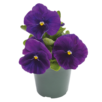 
                        Viola
             
                        wittrockiana F₁
             
                        Inspire® Plus
             
                        Violet
            