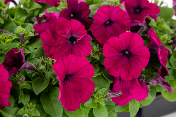 
                        Petunia
             
                        x hybrida F₁
             
                        BOOM!™ HD
             
                        Burgundy
            