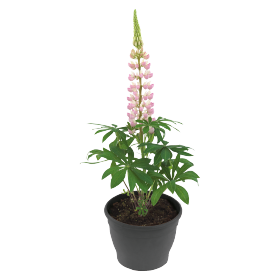   Lupini Pink Shades