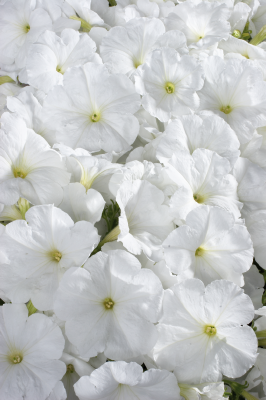 
                        Petunia
             
                        x hybrida multiflora F₁
             
                        Celebrity
             
                        White
            