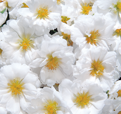 
                        Portulaca
             
                        grandiflora F₁
             
                        Sundial
             
                        White
            