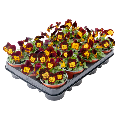 パンナコッタ adidas ZX 8000 “Hanami” Pack Celebrates Japan and Germany's