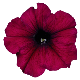   Celebrity Burgundy