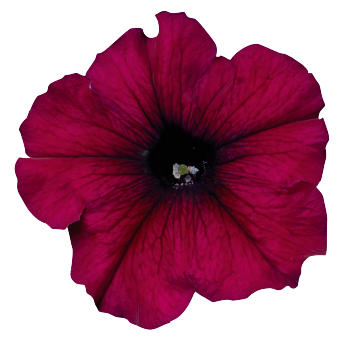 
                        Petunia
             
                        x hybrida F₁
             
                        Celebrity
             
                        Burgundy
            