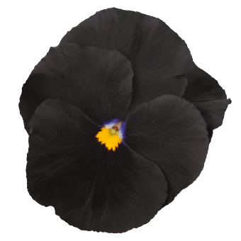 
                        Viola
             
                        wittrockiana F₁
             
                        Atlas
            