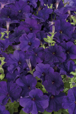 Petunia
             
                        x hybrida F₁
             
                        Celebrity
             
                        Blue