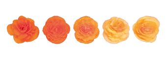 
                        Begonia
             
                        tuberhybrida F₁
             
                        Nonstop® Mocca
             
                        Bright Orange
            