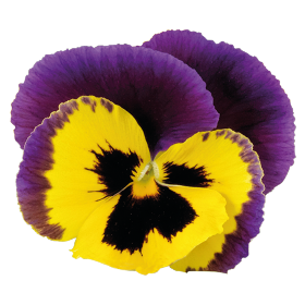   Inspire® Plus Yellow Purple Wing