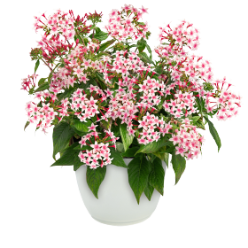   Graffiti® Appleblossom