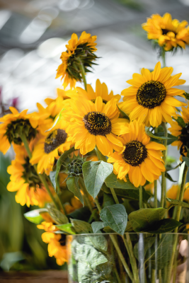 
                        Helianthus
             
                        annuus
             
                        Sonja®
            