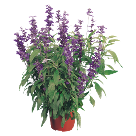 Salvia farinacea Evolution® Violet