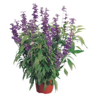 
                        Salvia
             
                        farinacea
             
                        Evolution®
             
                        Violet
            