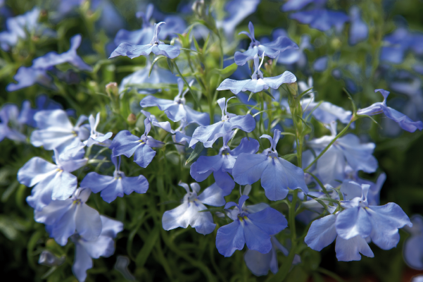 
                        Lobelia
             
                        erinus
             
                        Palace
             
                        Sky Blue
            