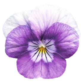 Admire® Lavender Pink Face