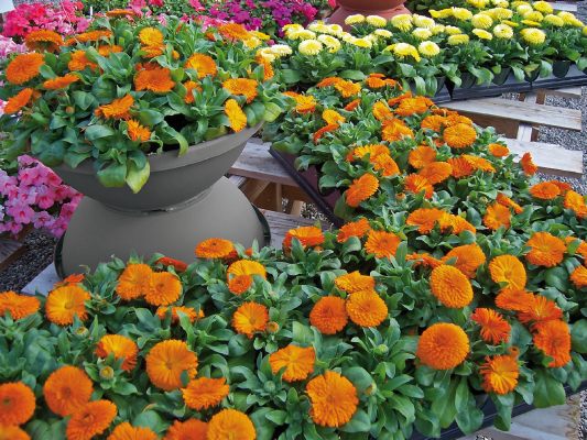 Calendula
             
                        officinalis
             
                        Bon Bon
             
                        Orange