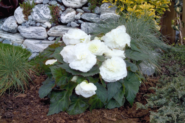 
                        Begonia
             
                        tuberhybrida F₁
             
                        Primary
             
                        White
            