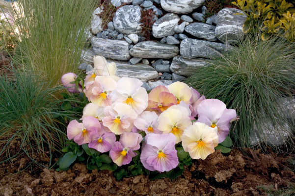 Viola wittrockiana F₁ Inspire® Peach Shades | Benary