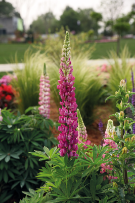 
                        Lupinus
             
                        polyphyllus
             
                        Lupini
             
                        Red Shades
            