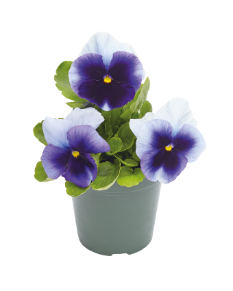 
                        Viola
             
                        wittrockiana F₁
             
                        Inspire® Plus
             
                        Beaconsfield
            
