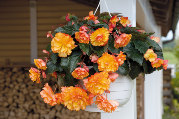 
                        Begonia
             
                        tuberhybrida F₁
             
                        Illumination®
             
                        Golden Picotee
            