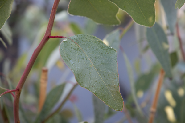 
                        Eucalyptus
             
                        populnea
             
                        Murray
            