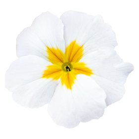   Crescendo® White