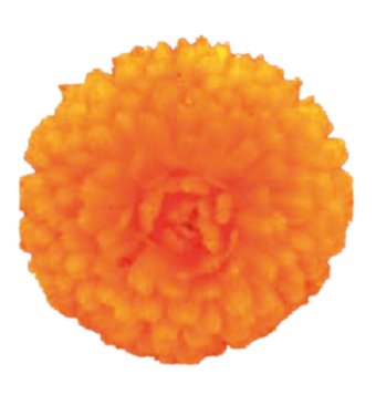 
                        Calendula
             
                        officinalis
             
                        Bon Bon
             
                        Orange
            