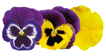 Viola wittrockiana F₁ Inspire® Plus Mardi Gras Mix | Benary