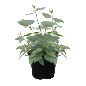 Eucalyptus populnea Murray 