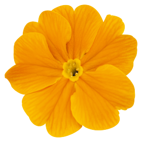 Crescendo® Orange