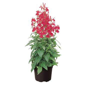 Lobelia
speciosa F₁
Fan®
Burgundy