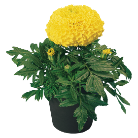 Tagetes erecta F₁ Discovery Yellow