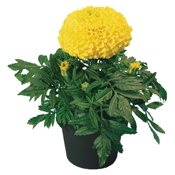 
                        Tagetes
             
                        erecta F₁
             
                        Discovery
             
                        Yellow
            