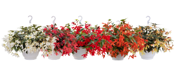 
                        Begonia
             
                        boliviensis F₁
             
                        Groovy
            