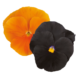 Inspire® Plus Jack-o-Lantern Mix