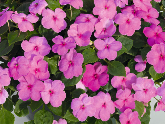 
                        Impatiens
             
                        walleriana F₁
             
                        Lollipop
             
                        Bubblegum (Pink)
            