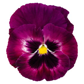   Inspire® DeluXXe® Rose Velour