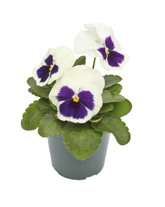 
                        Viola
             
                        wittrockiana F₁
             
                        Inspire® Plus
             
                        White Blotch
            